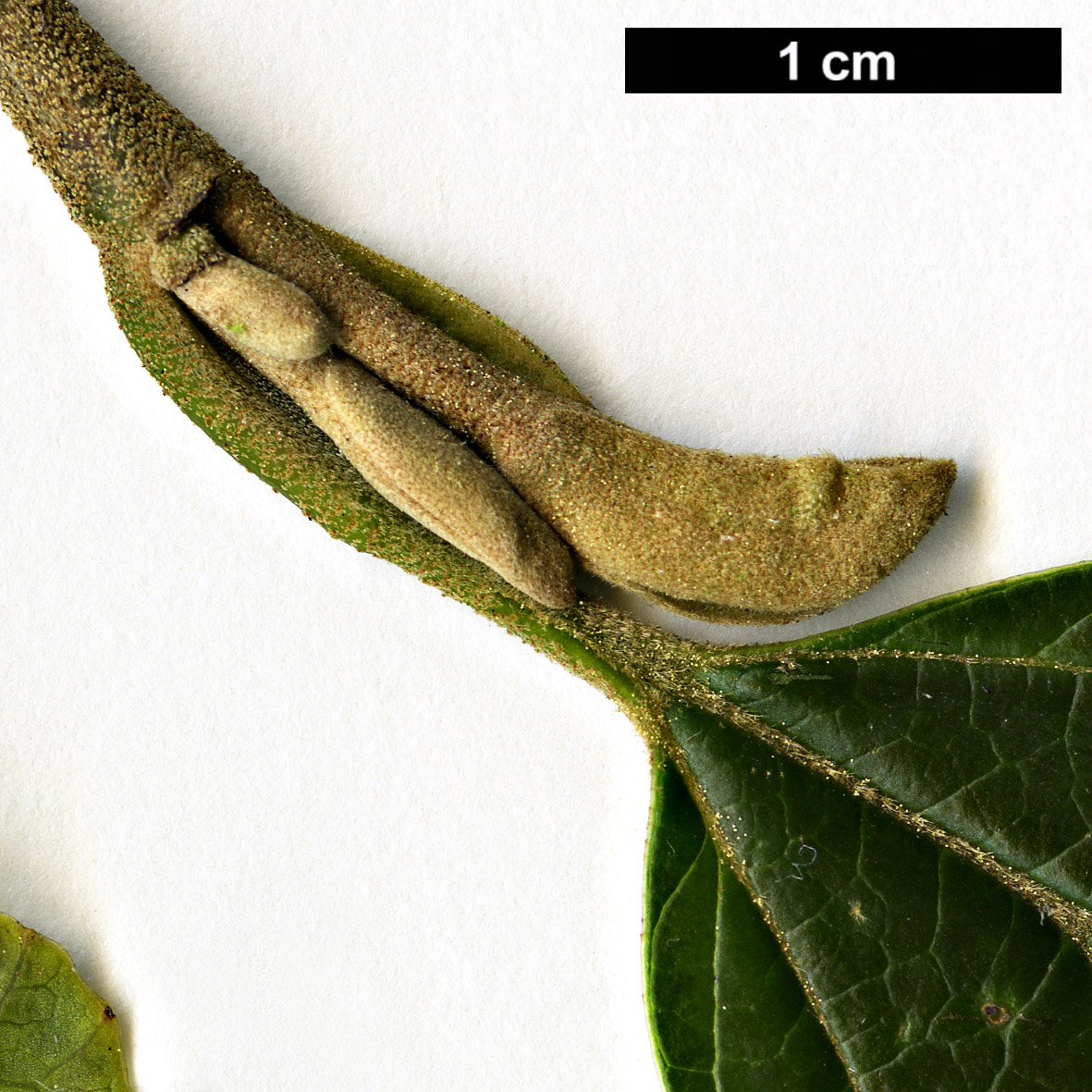 High resolution image: Family: Hamamelidaceae - Genus: Hamamelis - Taxon: japonica - SpeciesSub: var. obtusata High resolution image: Family: Hamamelidaceae - Genus: Hamamelis - Taxon: japonica - SpeciesSub: var. obtusata